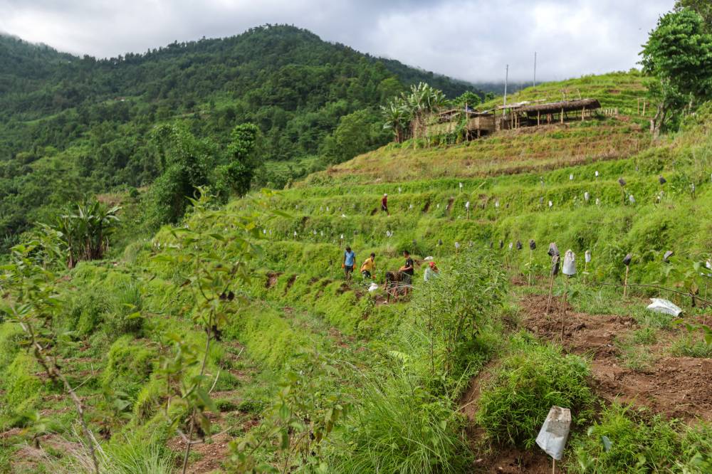 Coffee Estate Stock