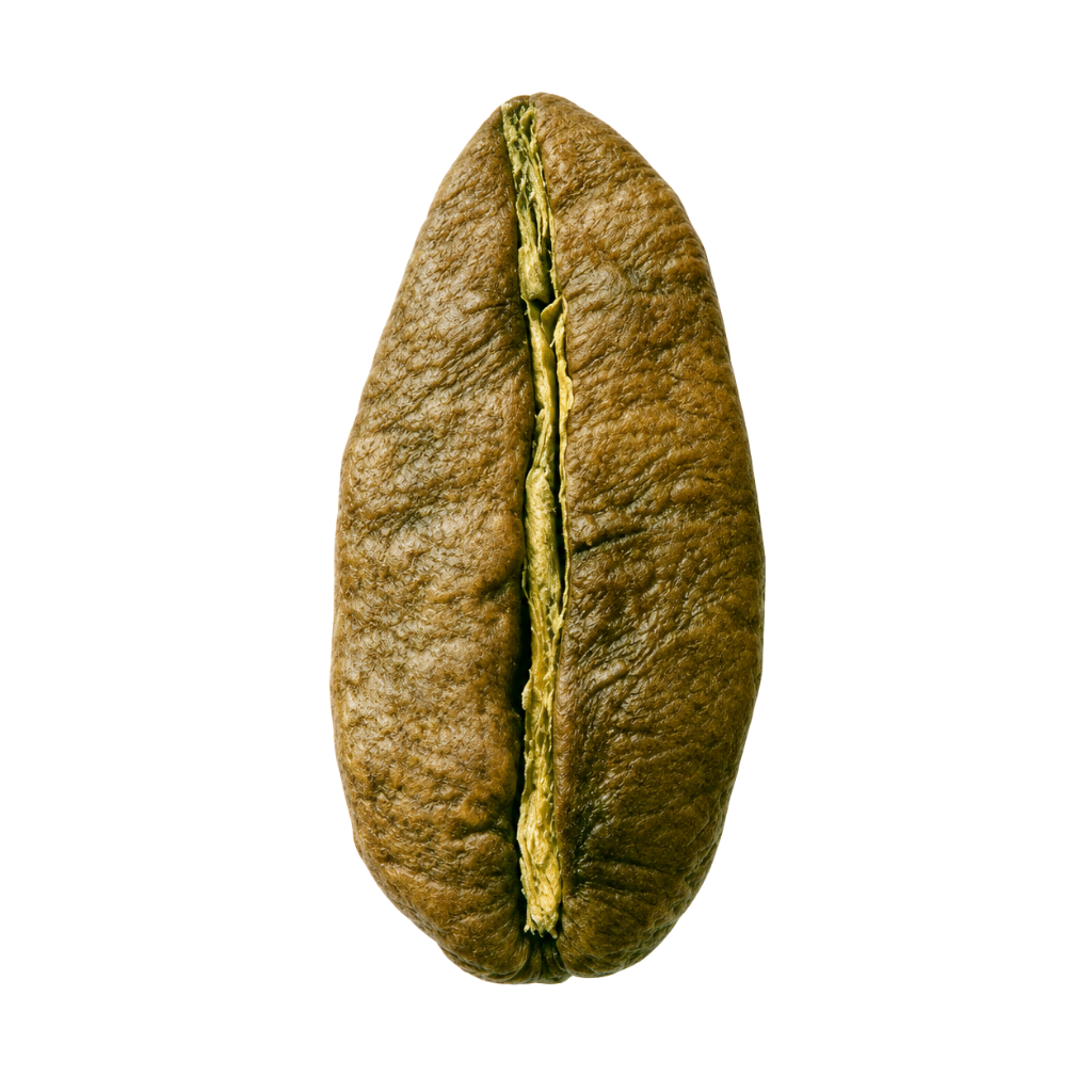 Liberica Bean