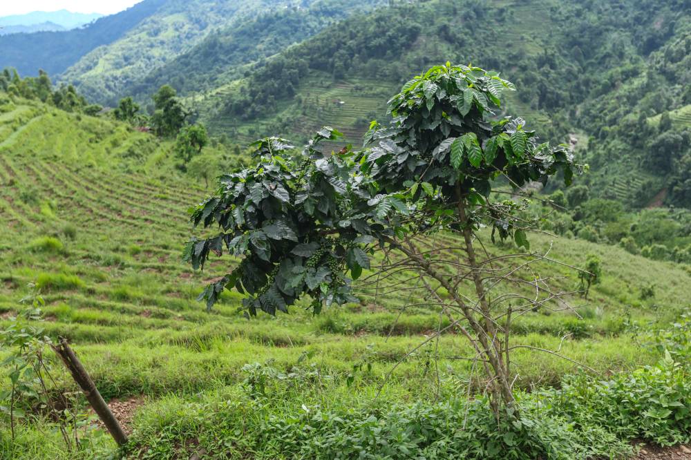 Nature Coffee Ilam Gallery Image