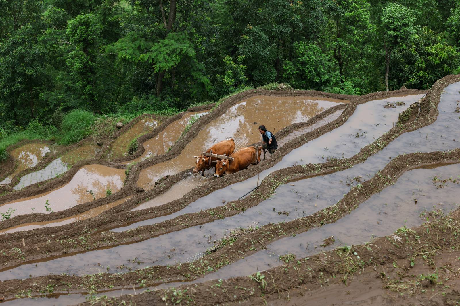 Nature Coffee Ilam Gallery Image 18