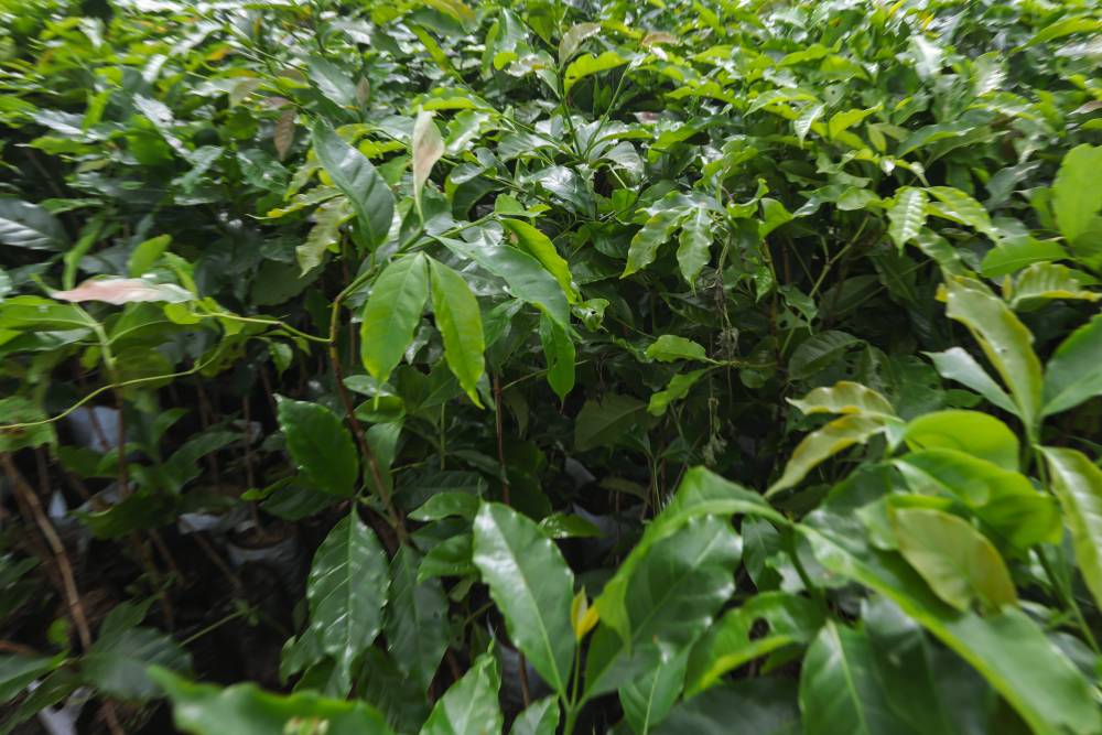 Nature Coffee Ilam Gallery Image