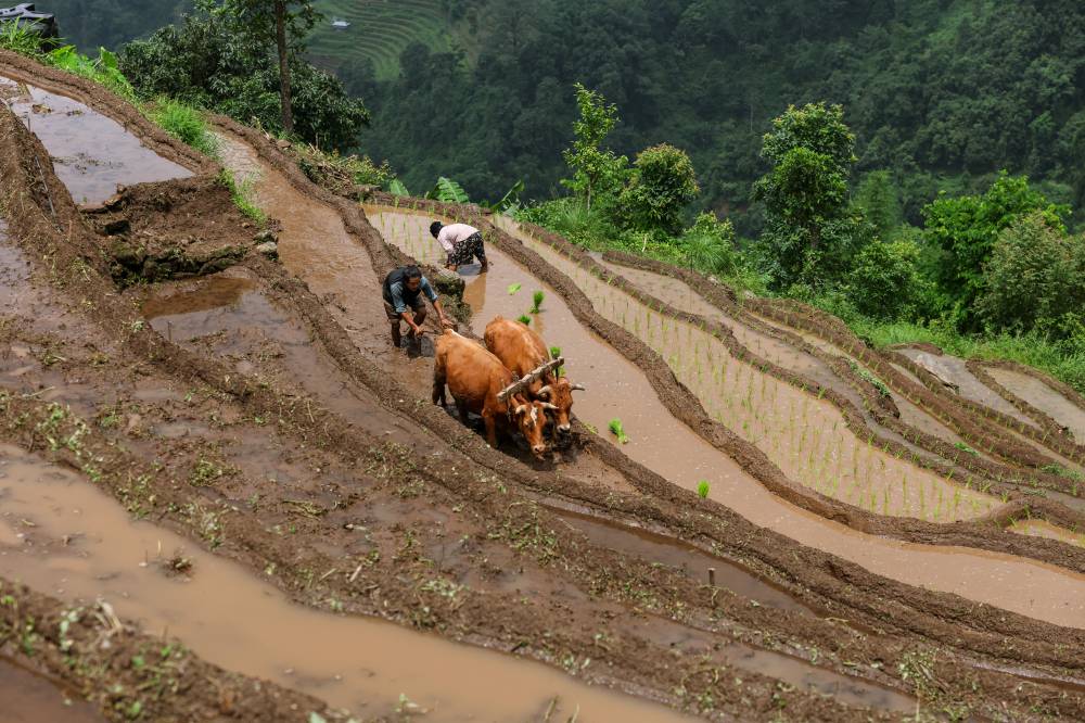 Nature Coffee Ilam Gallery Image