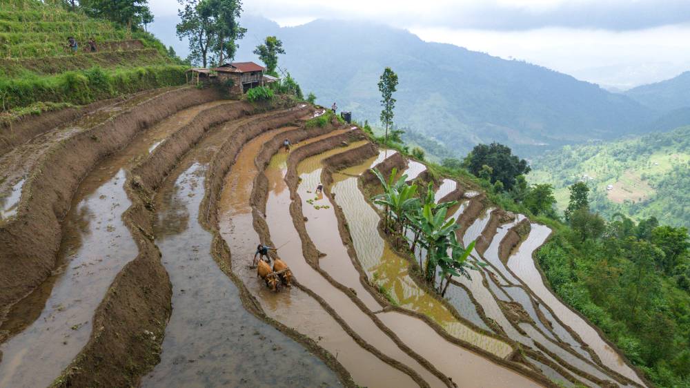Nature Coffee Ilam Gallery Image