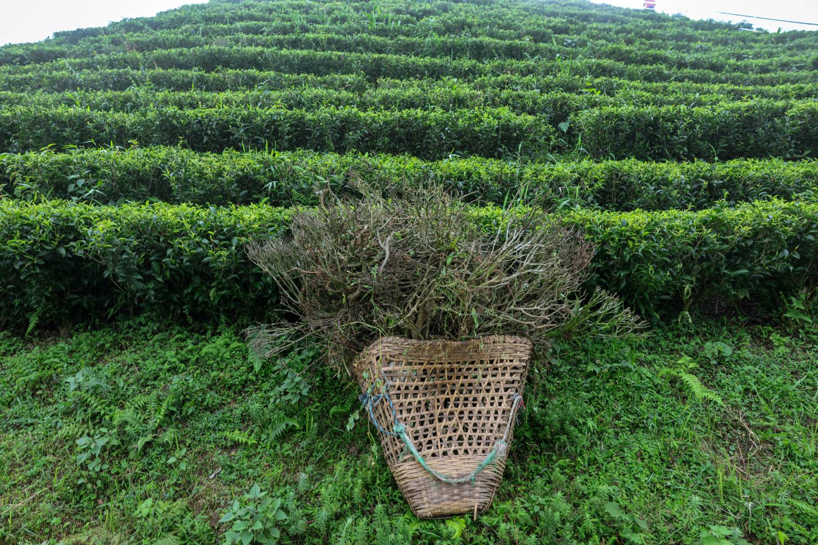 Nature Coffee Ilam Gallery Image 45