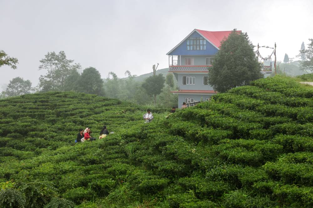 Nature Coffee Ilam Gallery Image