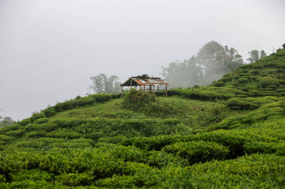Nature Coffee Ilam Gallery Image