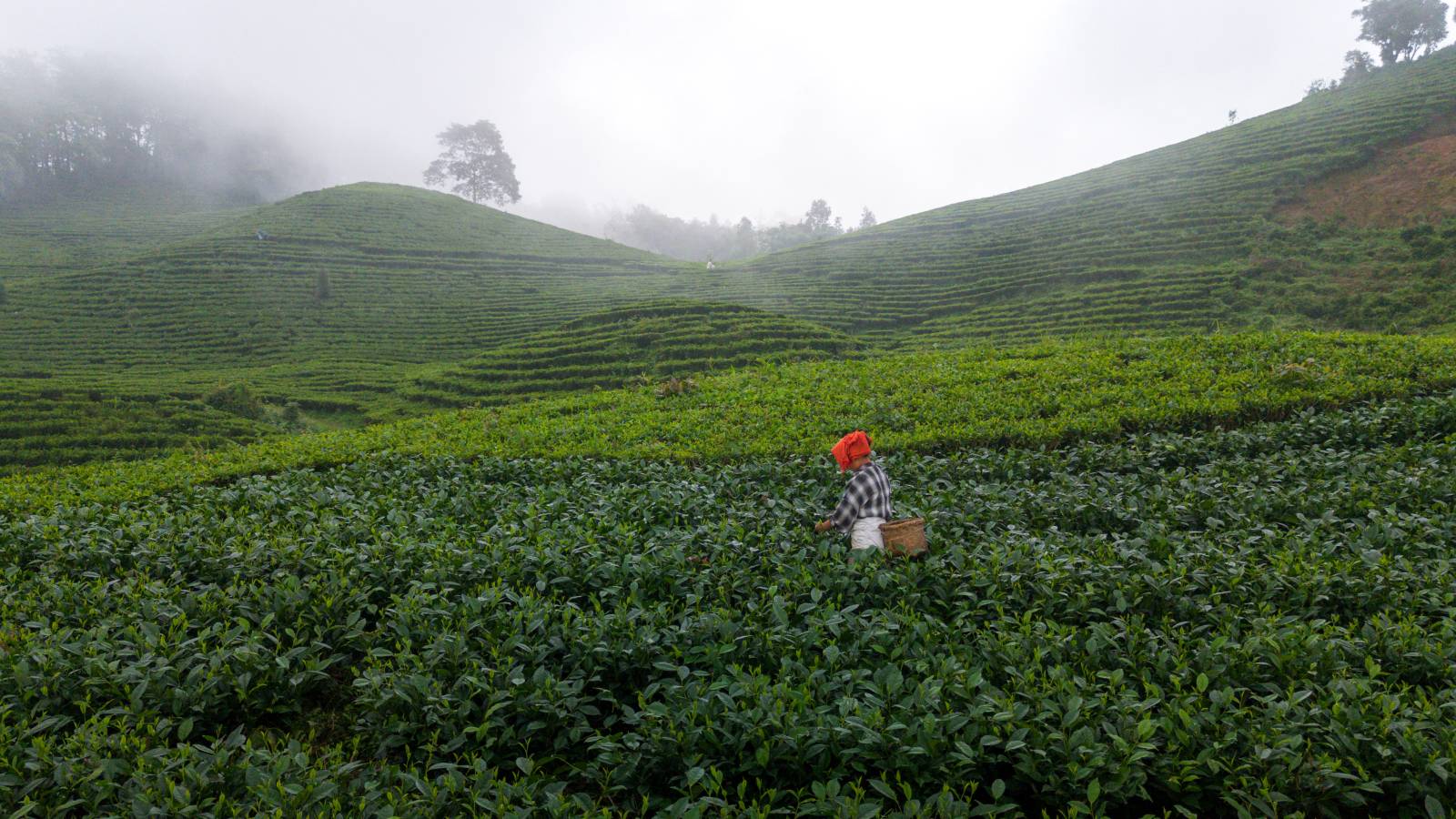 Nature Coffee Ilam Gallery Image 51