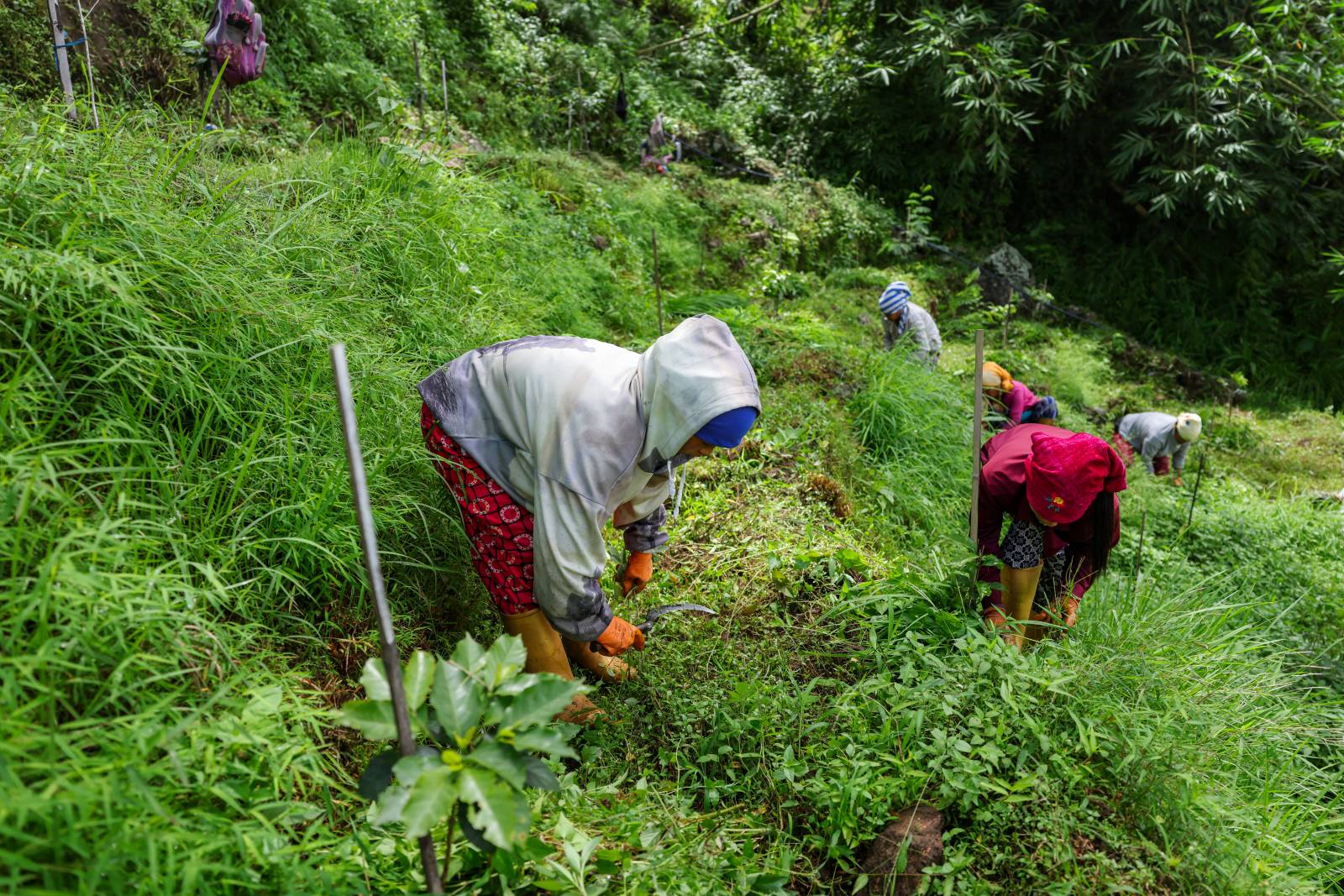 Nature Coffee Ilam Gallery Image 65