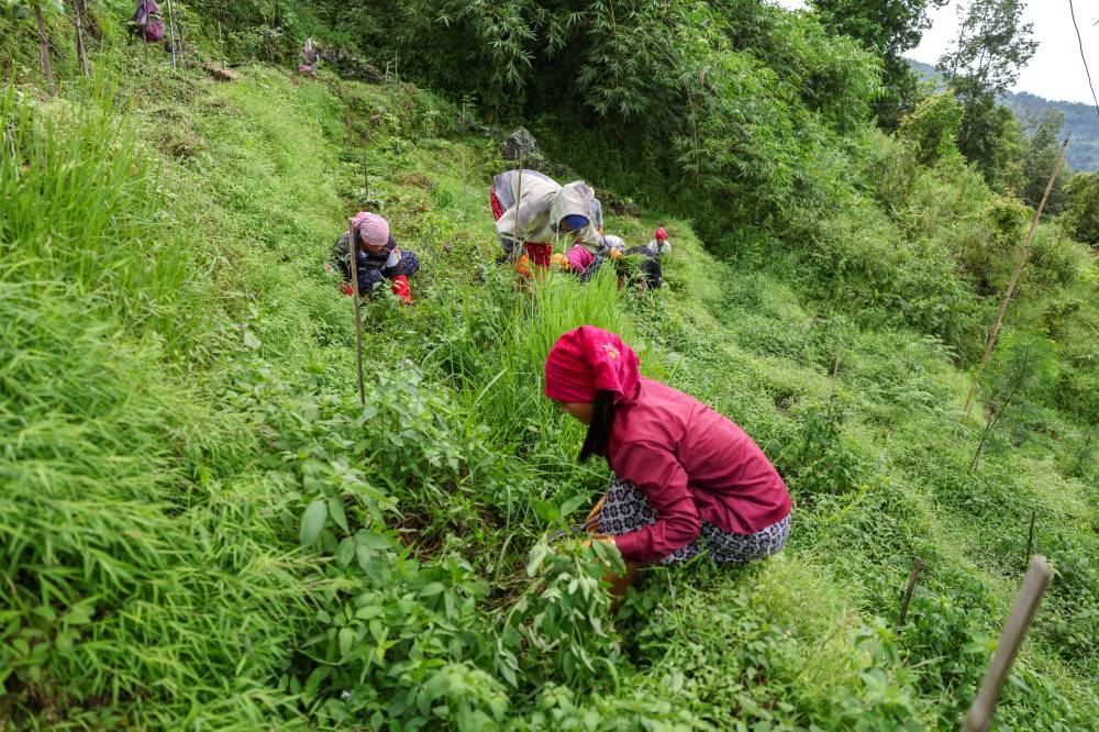 Nature Coffee Ilam Gallery Image
