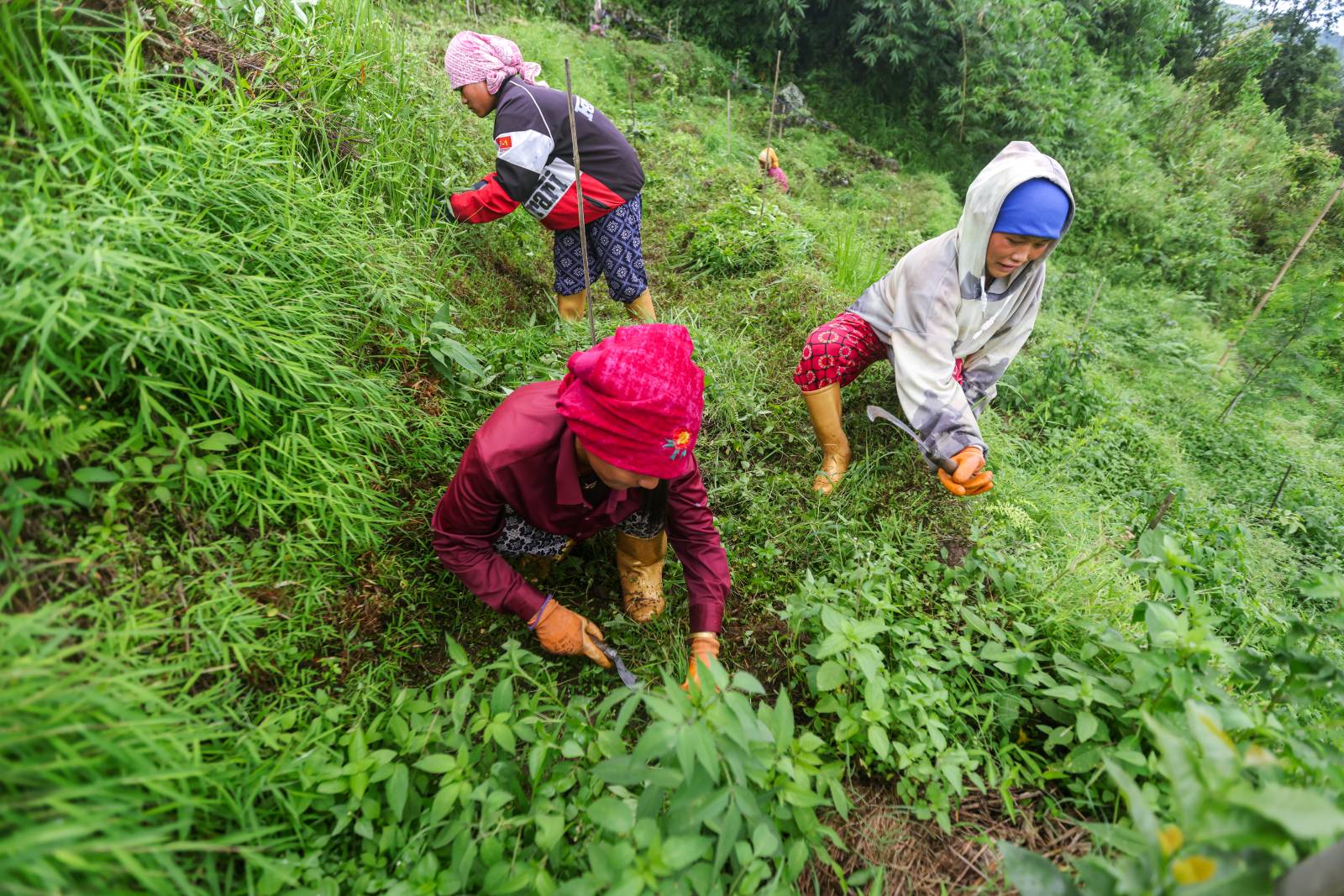 Nature Coffee Ilam Gallery Image 68