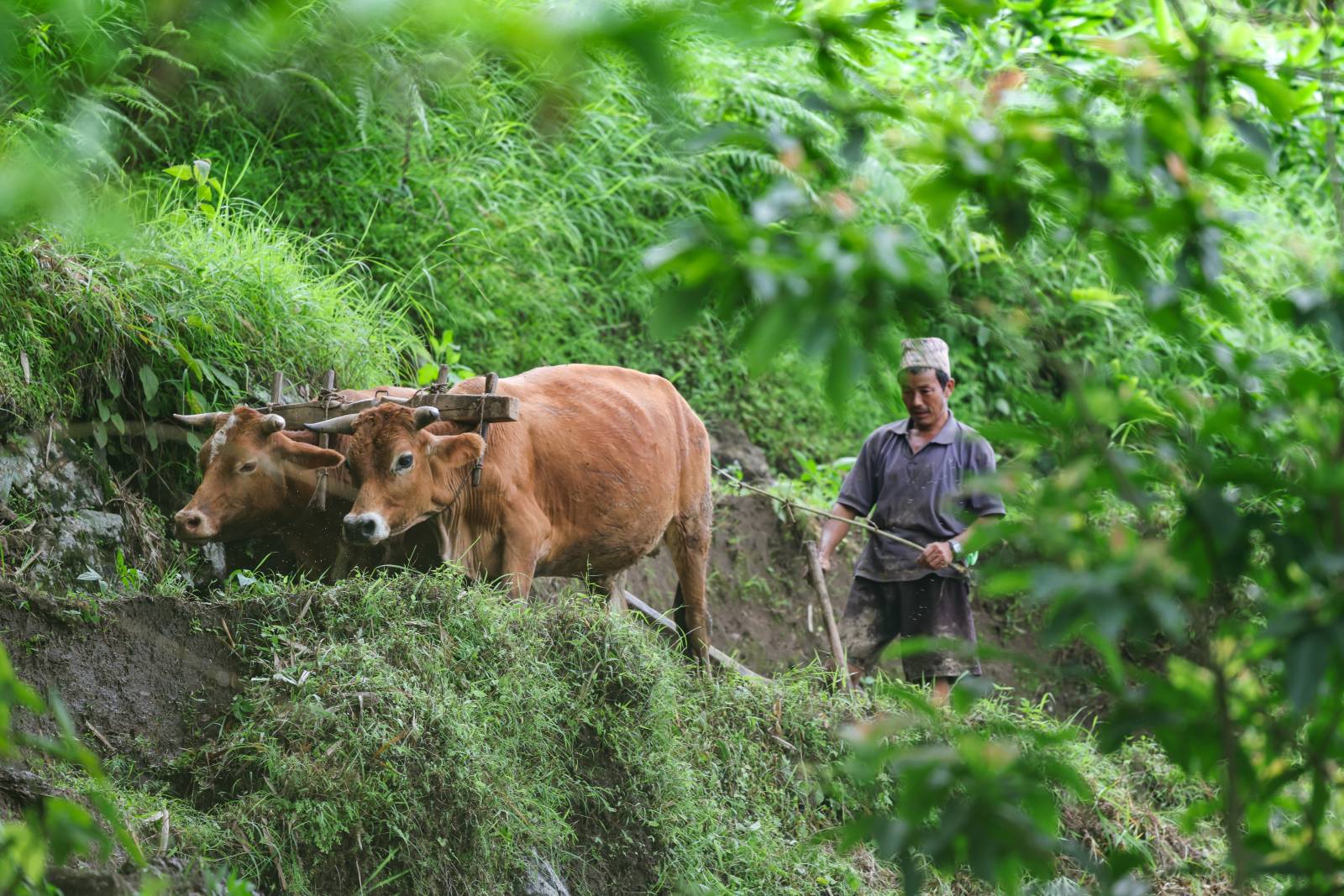 Nature Coffee Ilam Gallery Image 69
