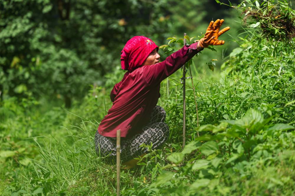Nature Coffee Ilam Gallery Image